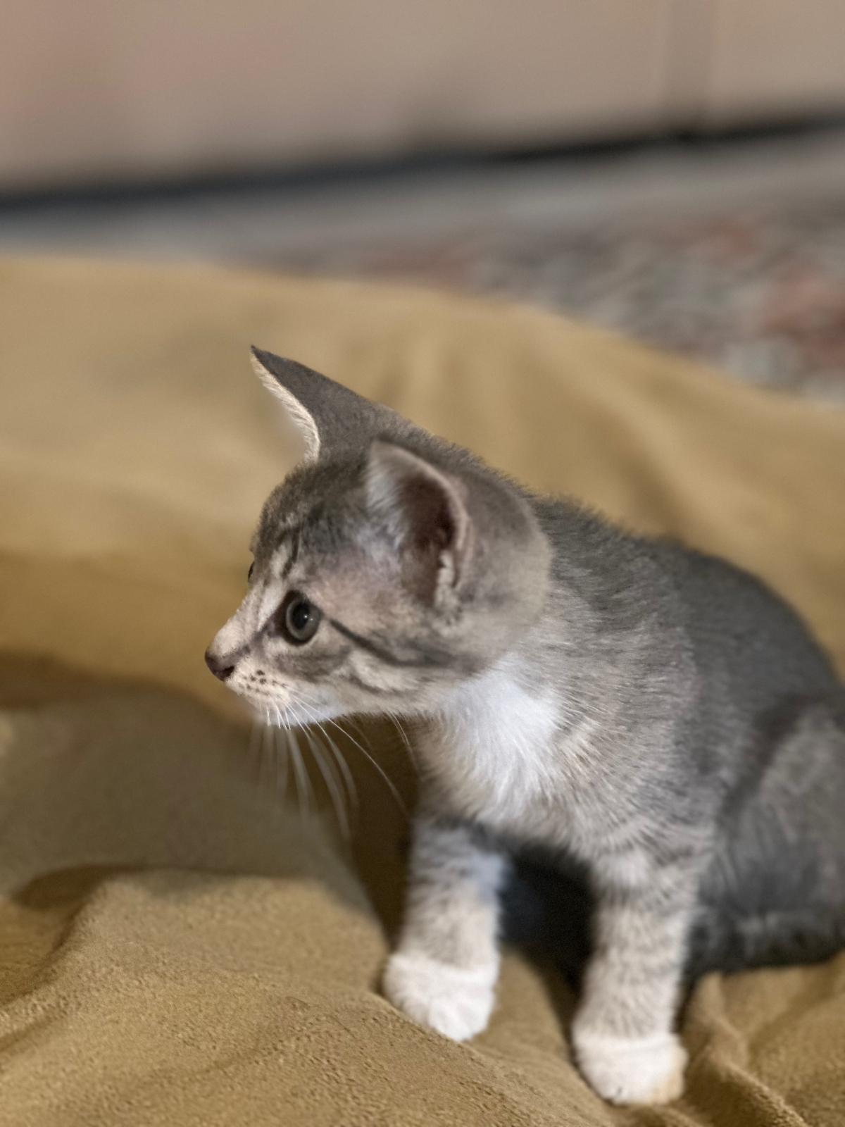 Enlarge TWINI, a Adopted American Shorthair in Miami, FL image 4/5