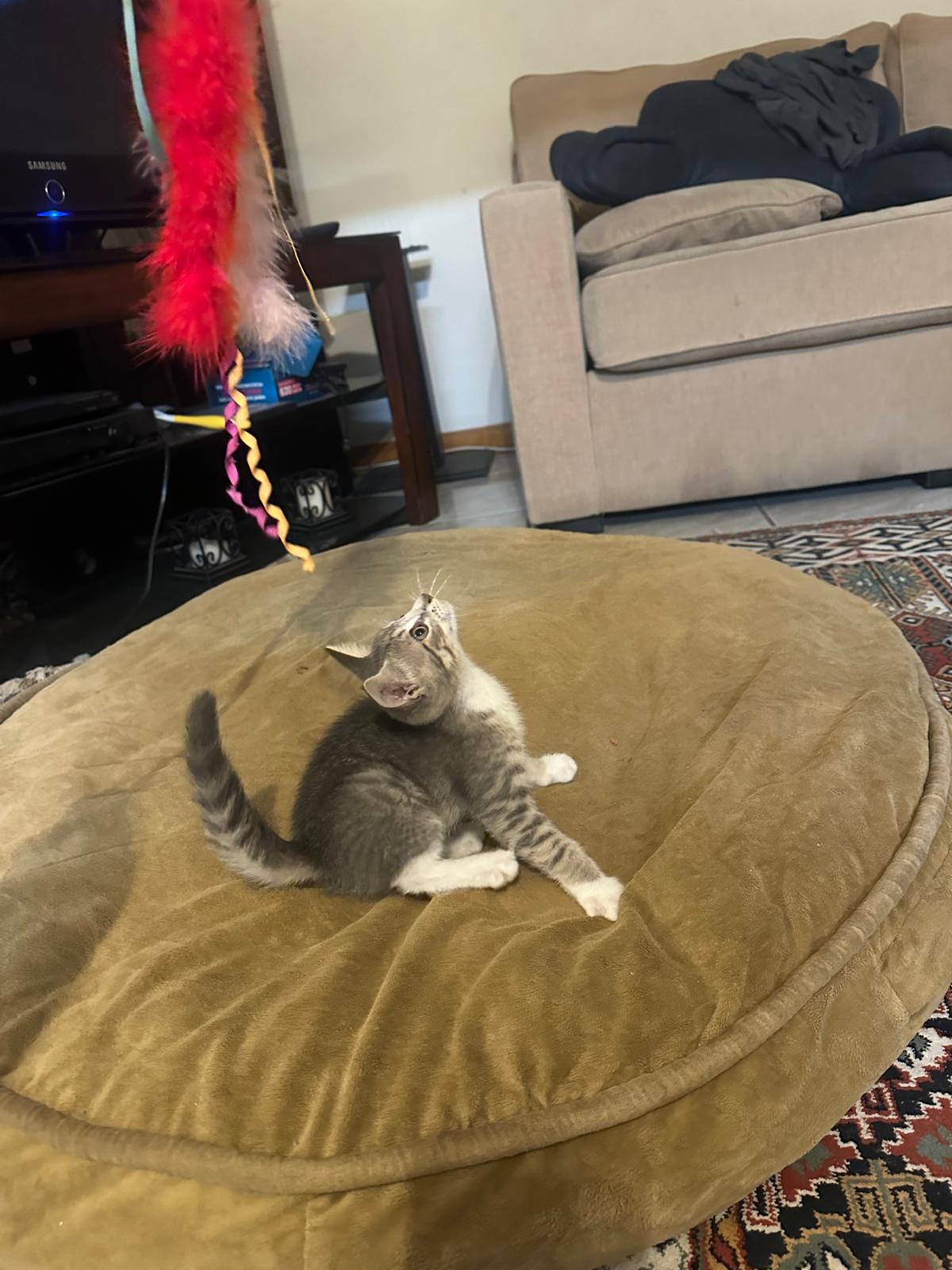 Enlarge TWINI, a Adopted American Shorthair in Miami, FL image 5/5