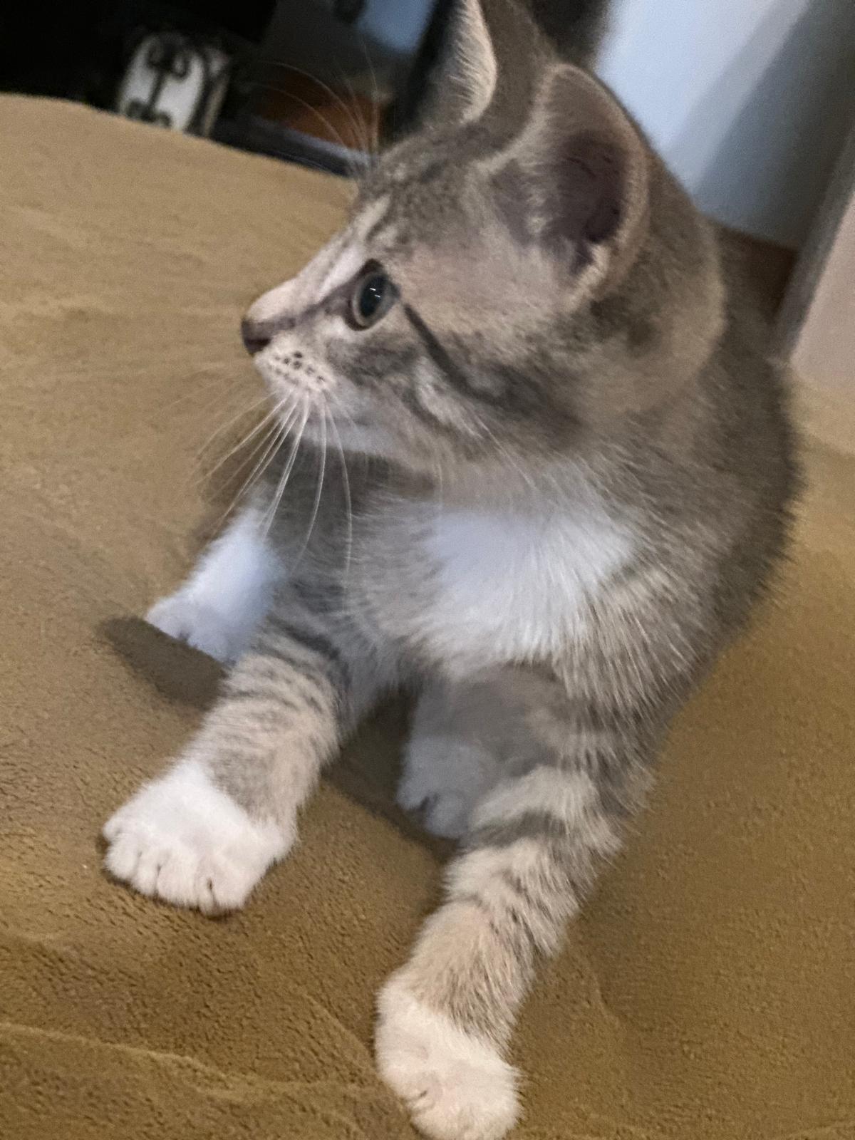 TWINI, Adopted, Young Male American Shorthair.