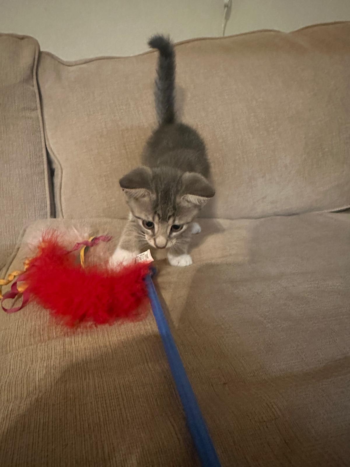 Enlarge TWINI, a Adopted American Shorthair in Miami, FL image 2/5