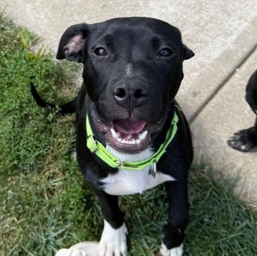 Brady, Adoptable, Puppy Male Pit Bull Terrier.
