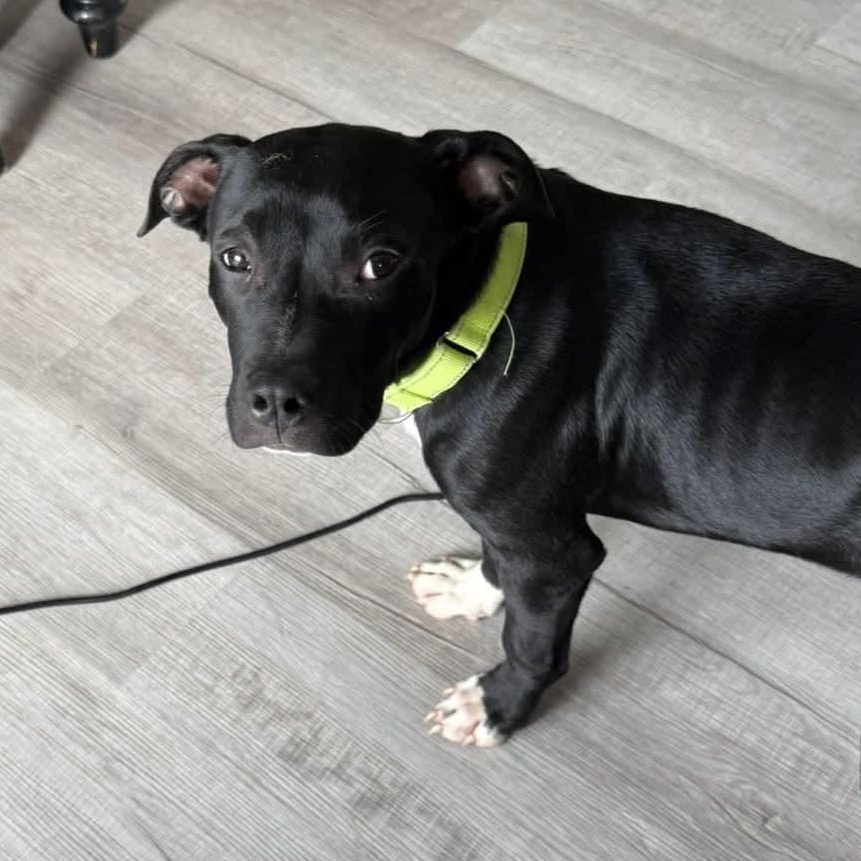 Enlarge Brady, a Adoptable mixed breed in East Peoria, IL image 2/4