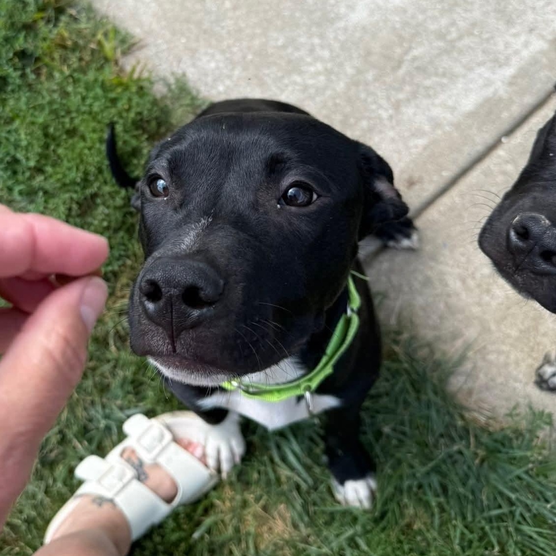 Enlarge Brady, a Adoptable mixed breed in East Peoria, IL image 3/4