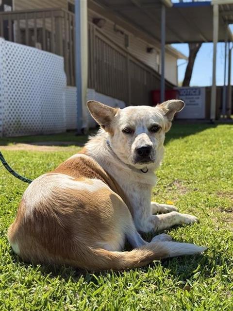 Enlarge GUERRERO, a Adoptable mixed breed in Sugar Land, TX image 1/1