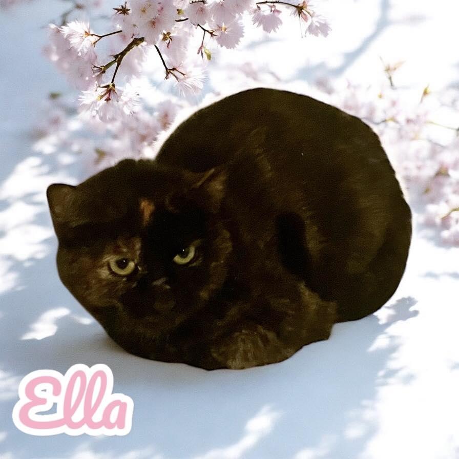 Ella, Adoptable, Young Female Domestic Short Hair.