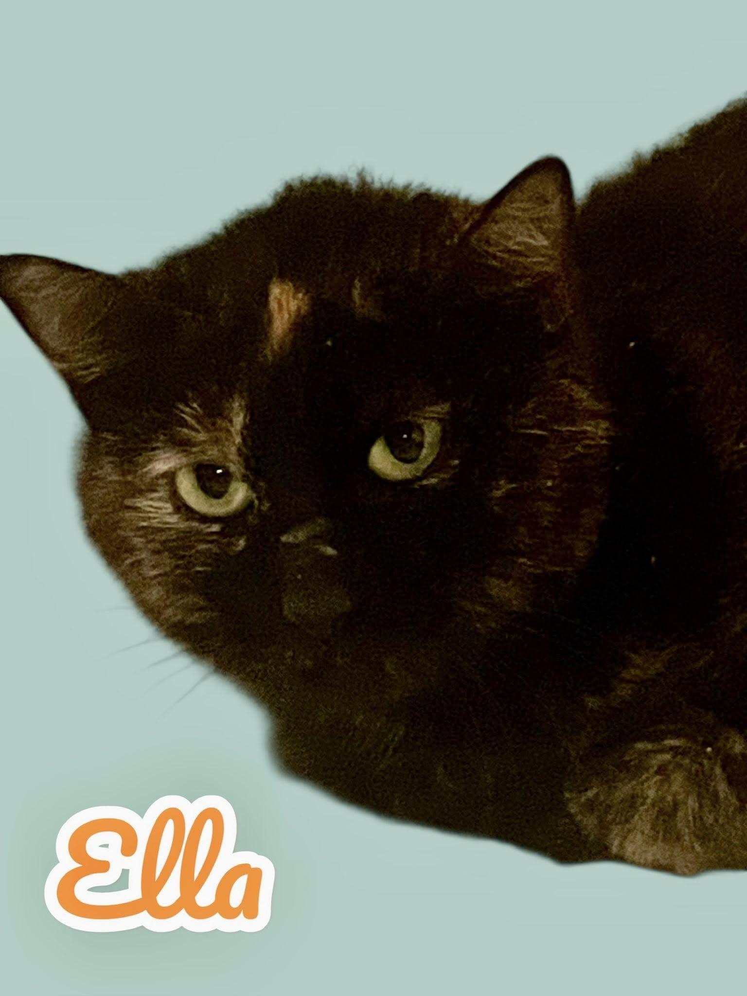 Ella, a Adoptable Domestic Short Hair in Stratford, CT image 2/2