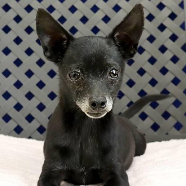 Gomez, Adoptable, Senior Male Chihuahua.