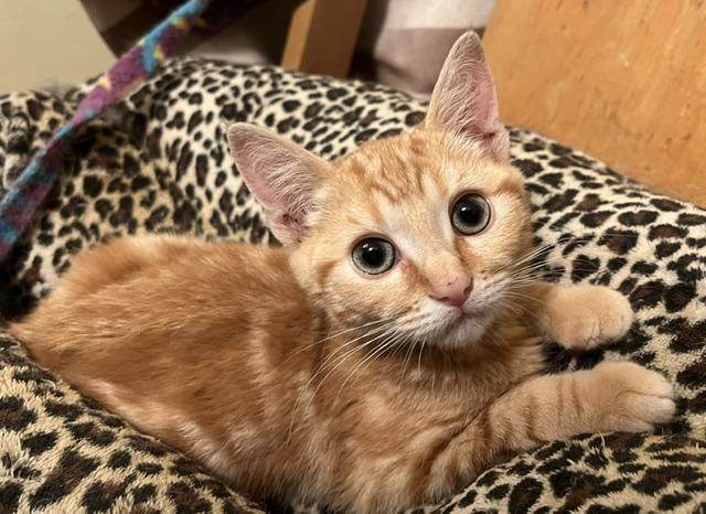 Linus Tabby Cat