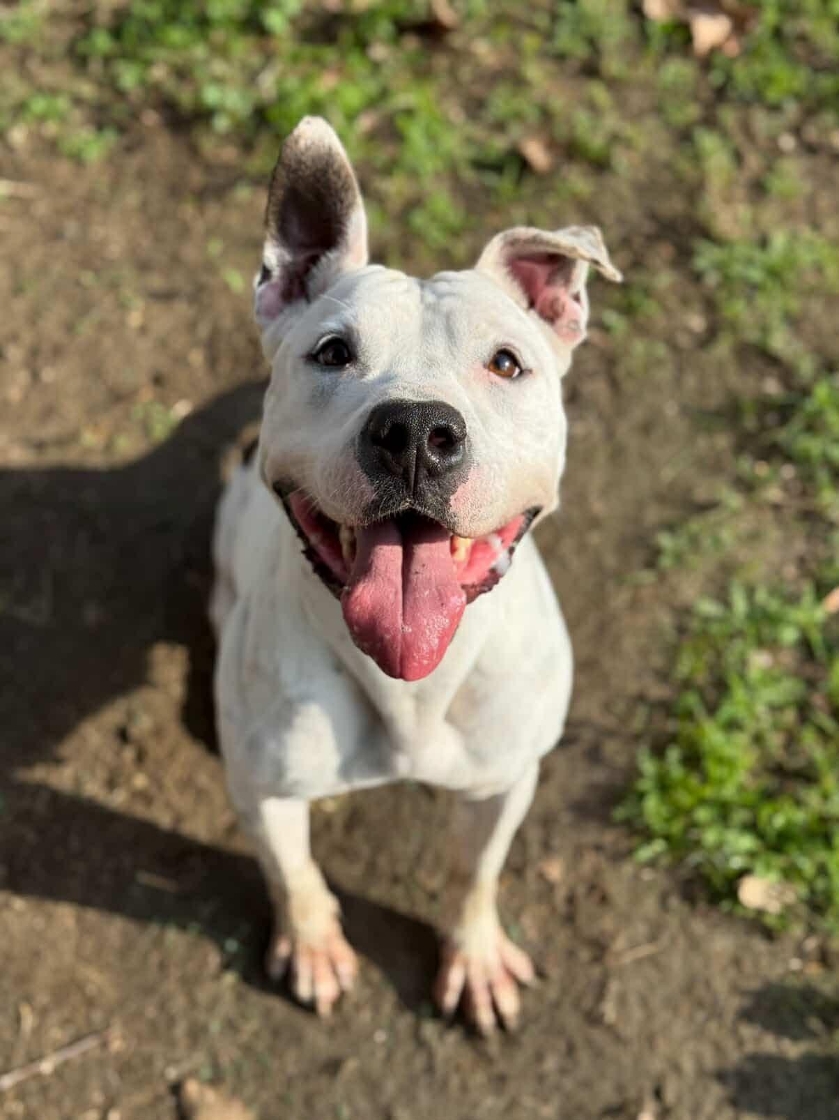 Tinkerbell, Adoptable, Adult Female Staffordshire Bull Terrier.
