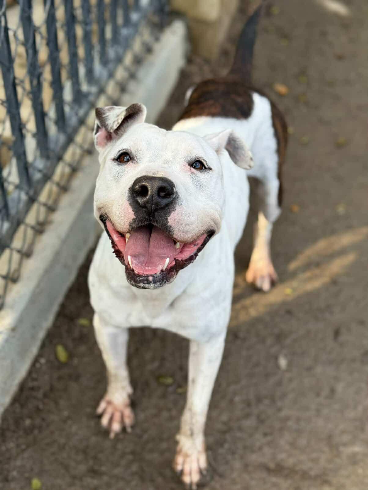 Enlarge Tinkerbell, a Adoptable mixed breed in Torrance, CA image 5/6