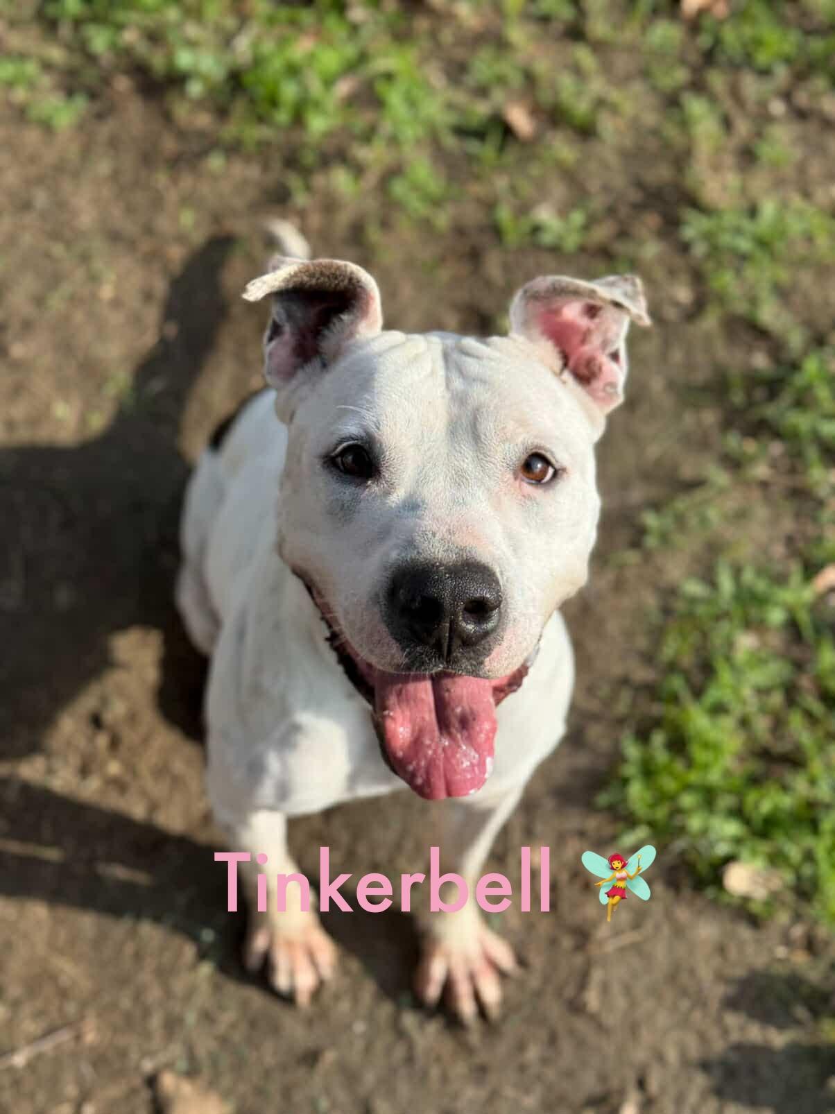 Enlarge Tinkerbell, a Adoptable mixed breed in Torrance, CA image 4/6
