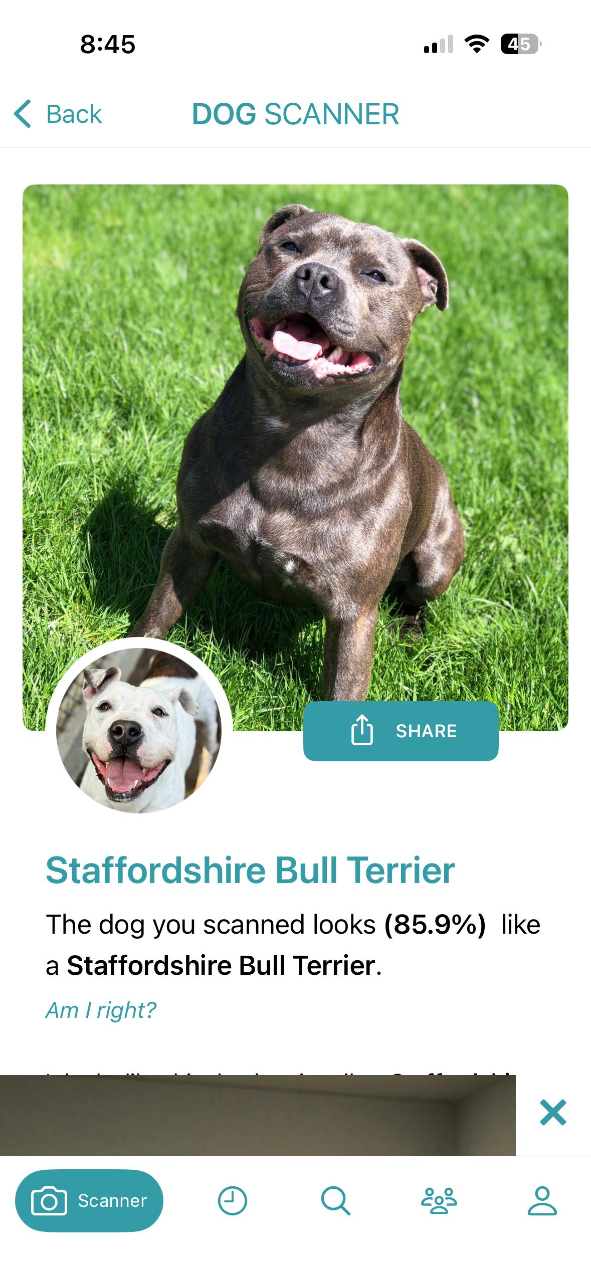 Enlarge Tinkerbell, a Adoptable mixed breed in Torrance, CA image 6/6