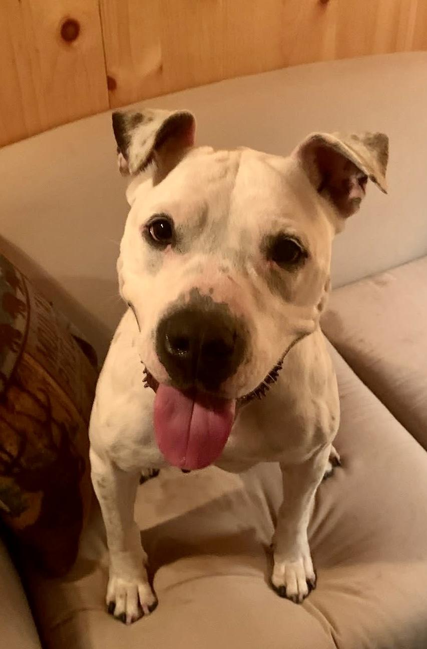 Enlarge Tinkerbell, a Adoptable mixed breed in Torrance, CA image 5/6