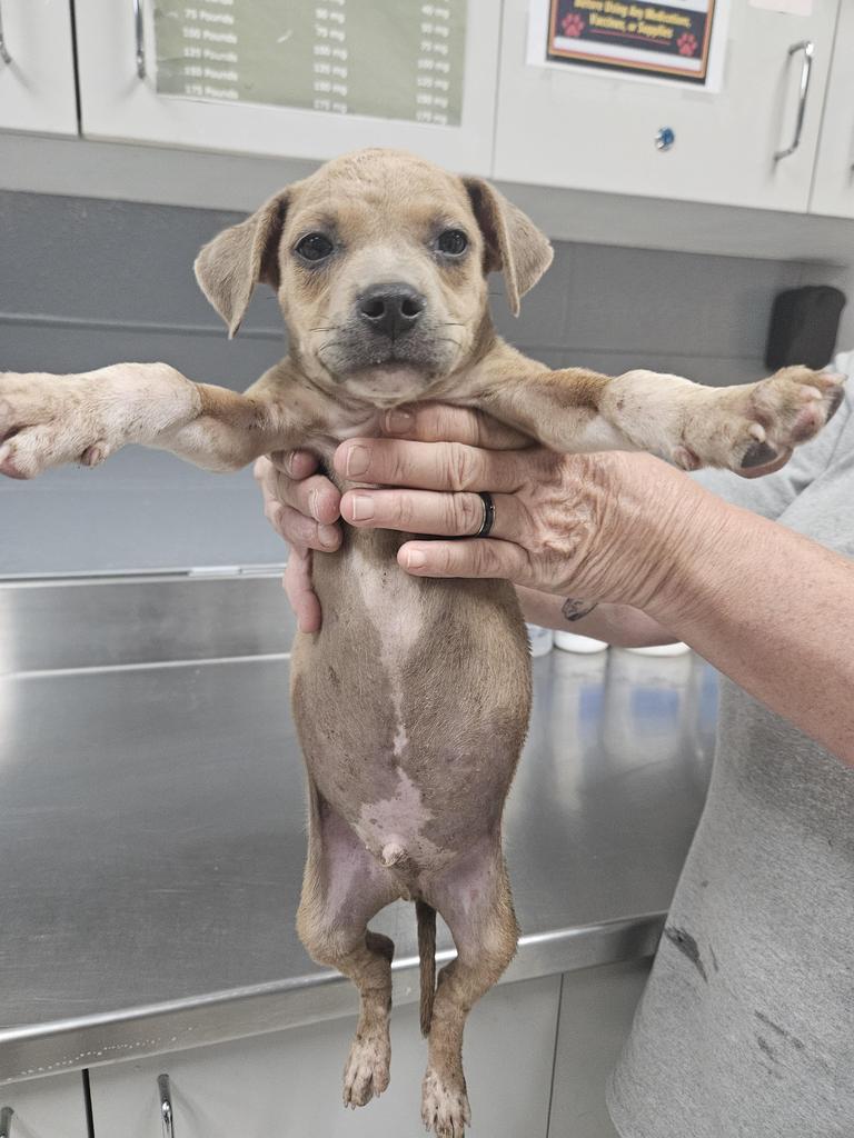 Enlarge Loco, a Adoptable mixed breed in Livingston, LA image 1/1