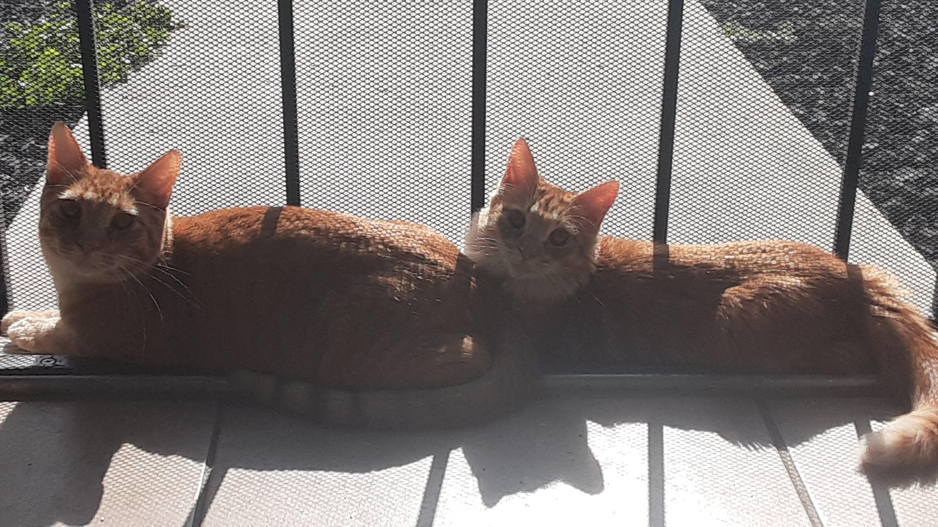 Enlarge Lion O, a Adoptable Domestic Short Hair in Fair Oaks, CA image 3/3