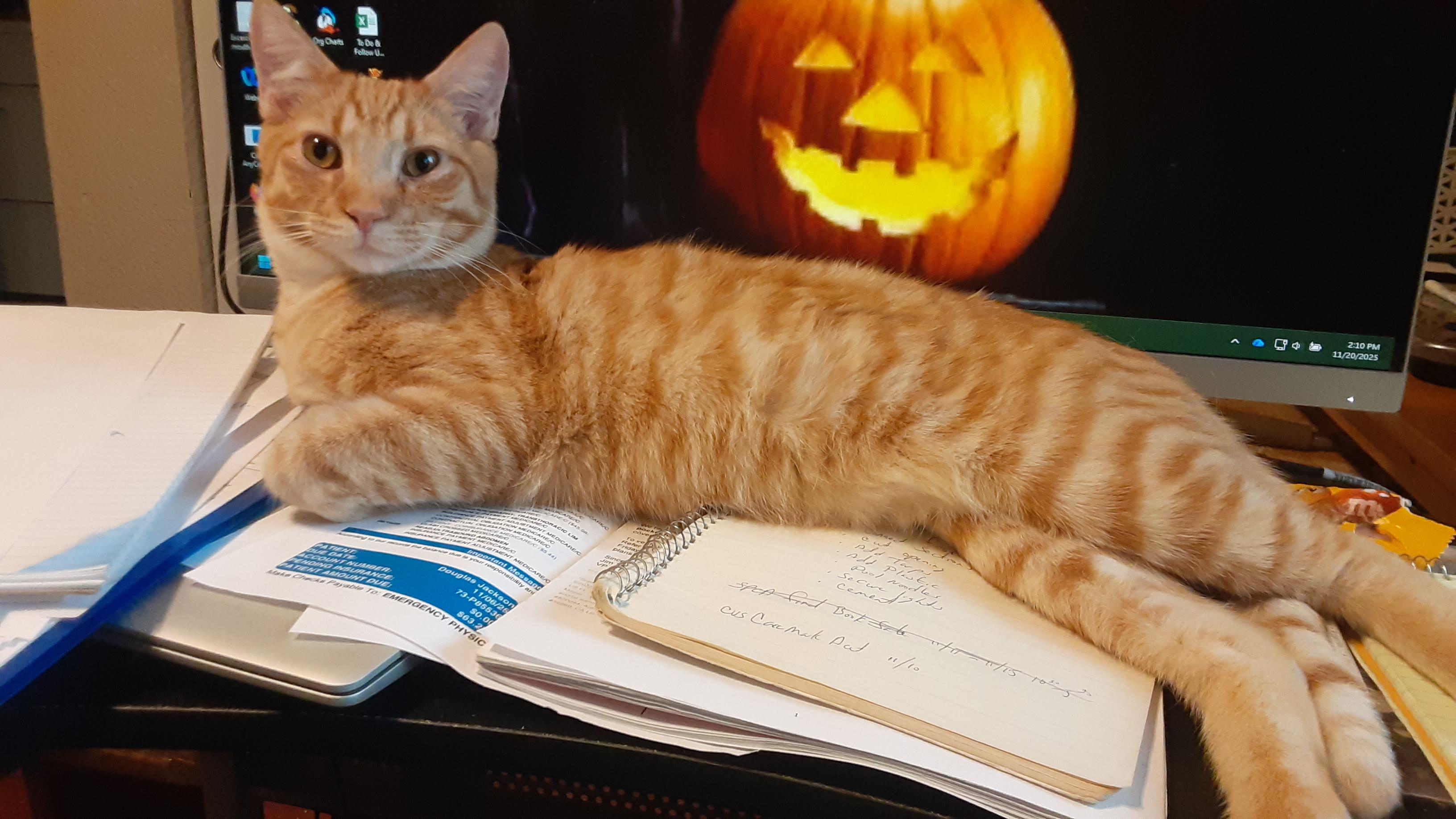 Lion O, Adoptable, Young Male Domestic Short Hair.