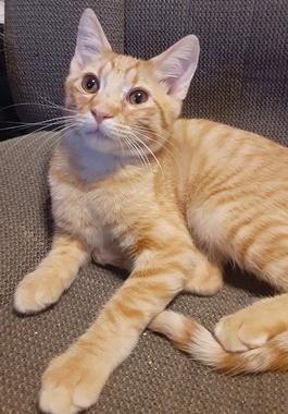 Liono, Adoptable, Kitten Male Domestic Short Hair.
