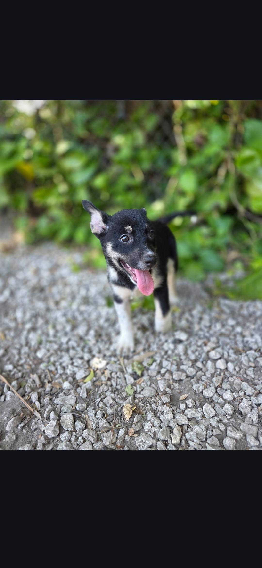 Dakota, a ADOPTABLE mixed breed in Miami, FL image 2/2