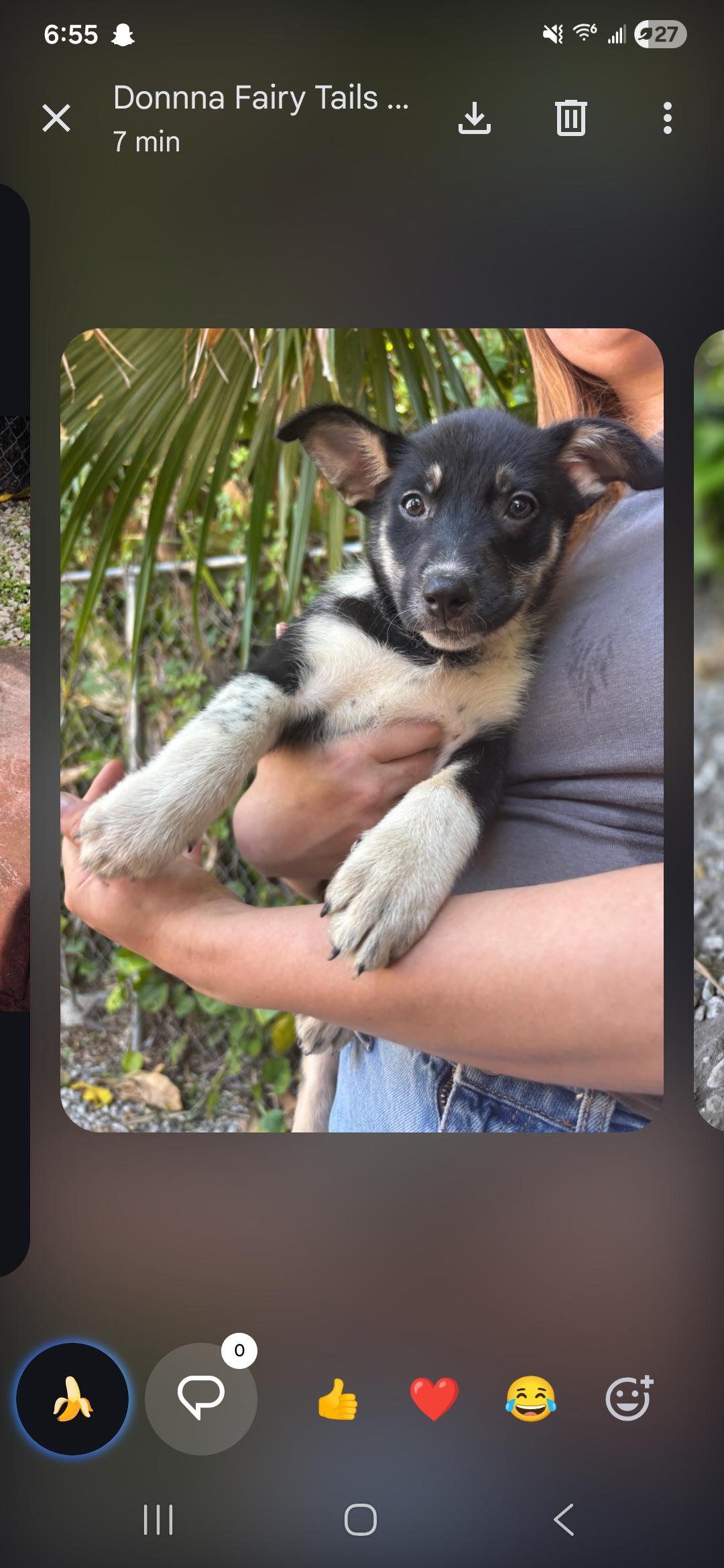 Dakota, a ADOPTABLE mixed breed in Miami, FL image 1/2