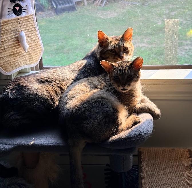 Herbie (bonded with Starzee), Adoptable, Adult Male Domestic Short Hair.
