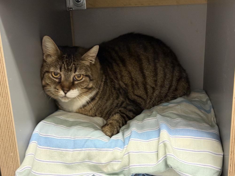 Enlarge Herbie (bonded with Starzee), a Adoptable Domestic Short Hair in Hudson, NH image 4/5