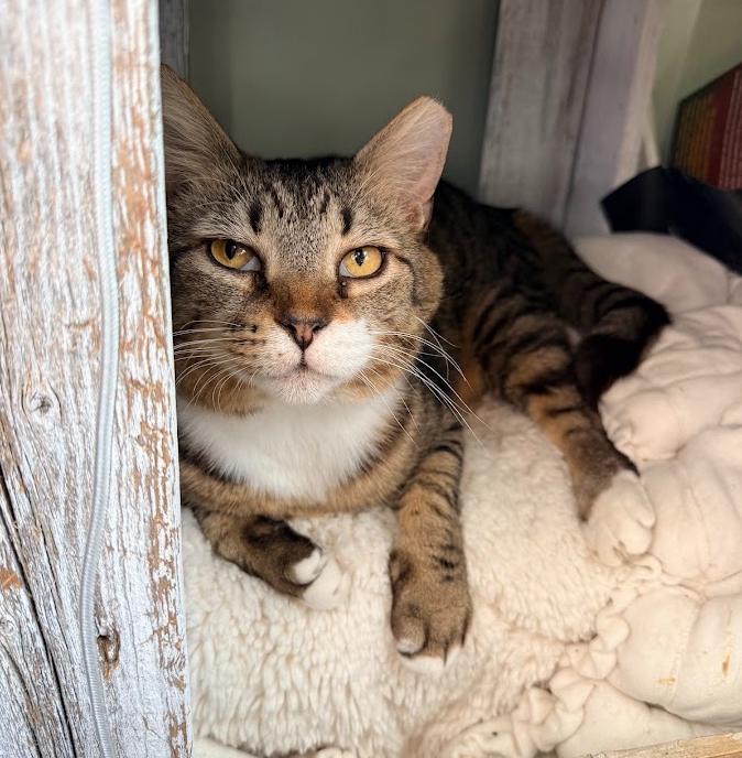 Enlarge Herbie (bonded with Starzee), a Adoptable Domestic Short Hair in Hudson, NH image 5/5