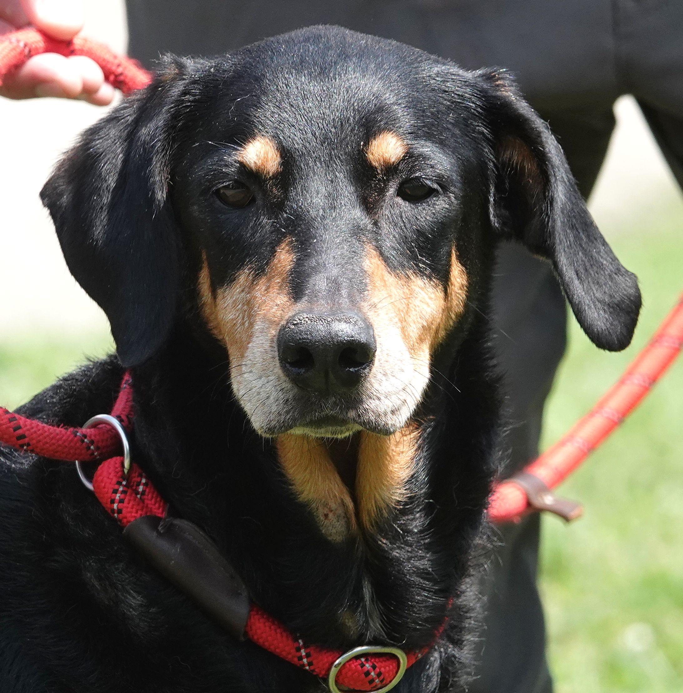 Elsa, Adoptable, Senior Female Labrador Retriever & Doberman Pinscher.