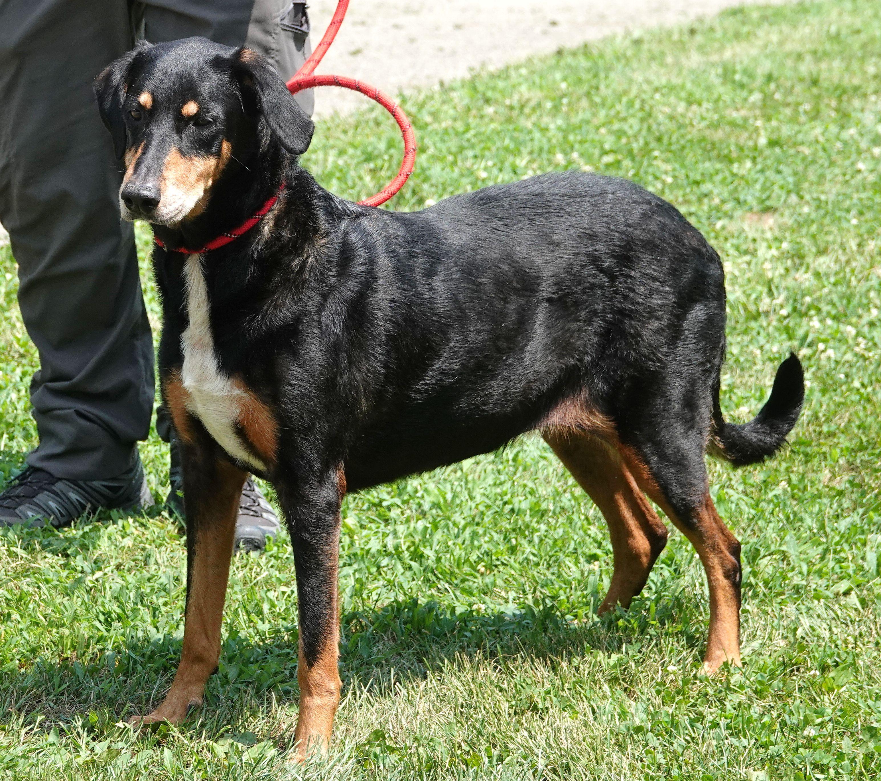 Enlarge Elsa, a Adoptable mixed breed in Millfield, OH image 2/3