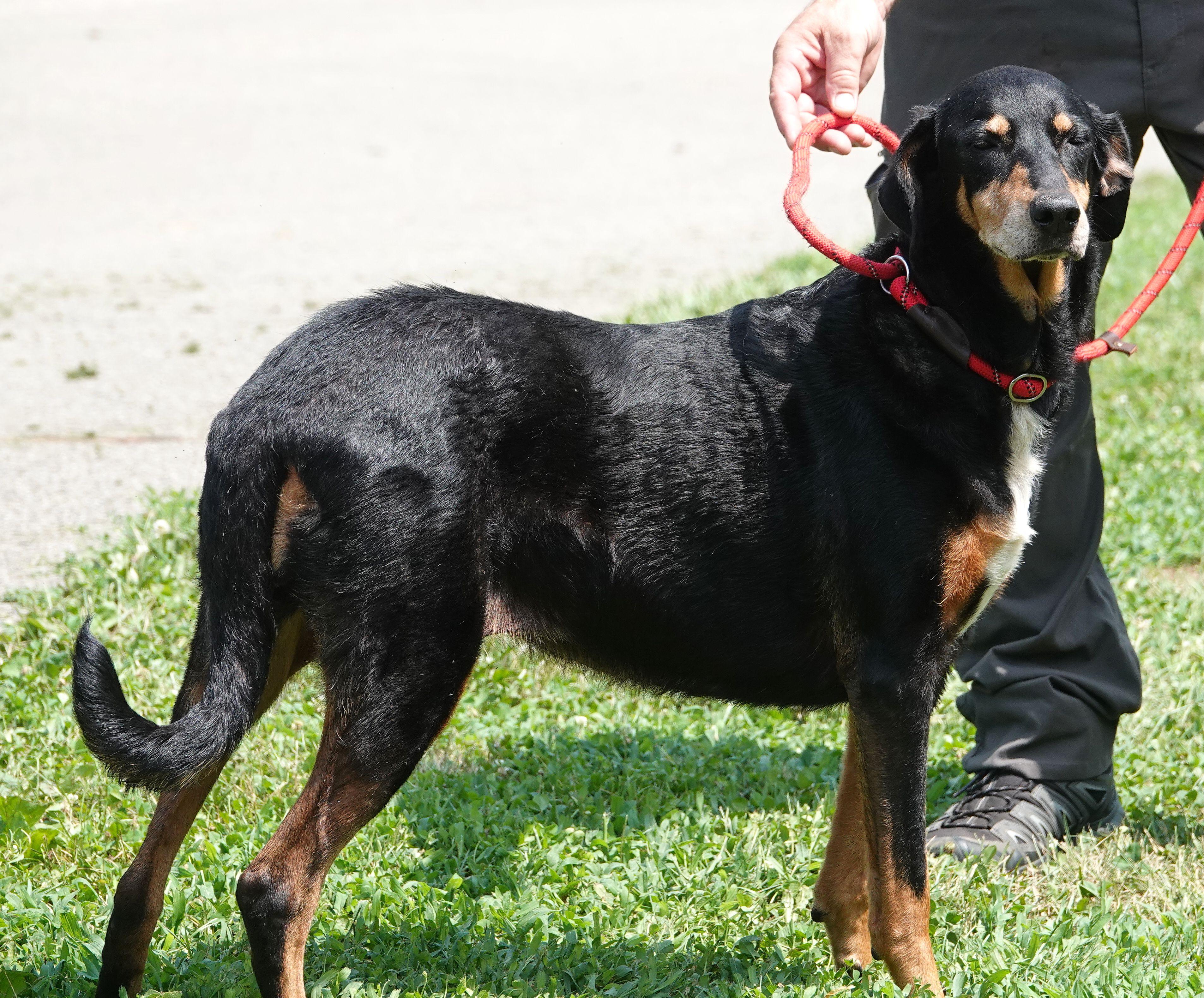 Enlarge Elsa, a Adoptable mixed breed in Millfield, OH image 3/3