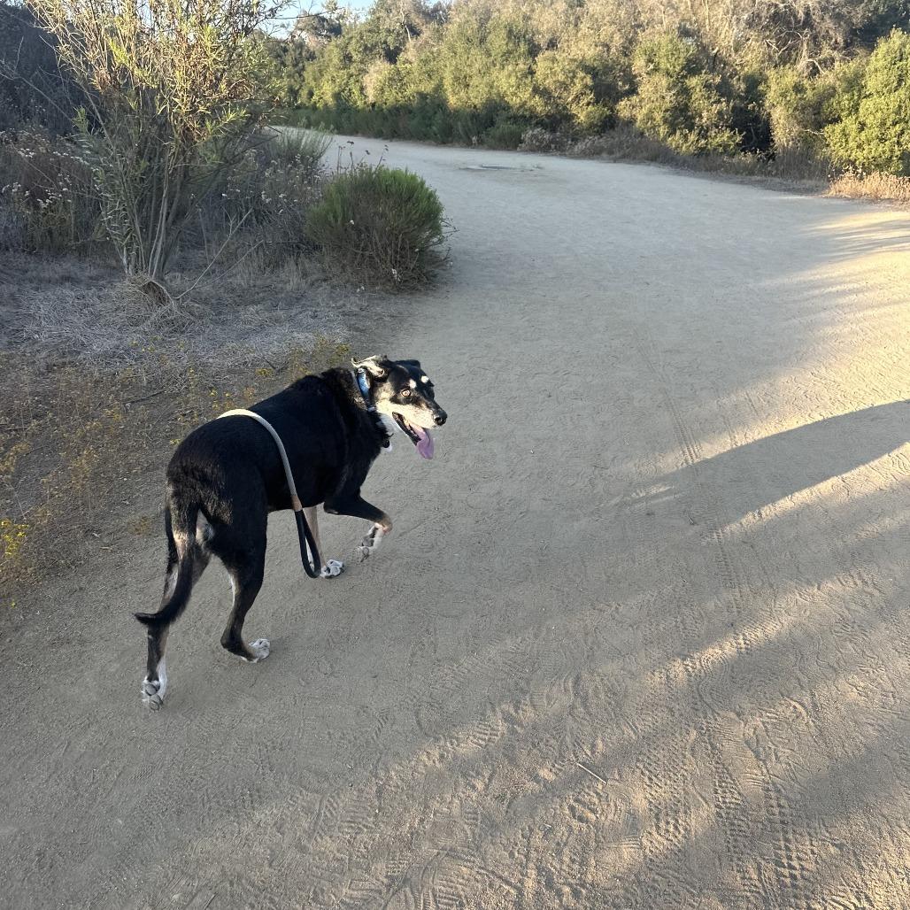 Sammy — thumbnail 3