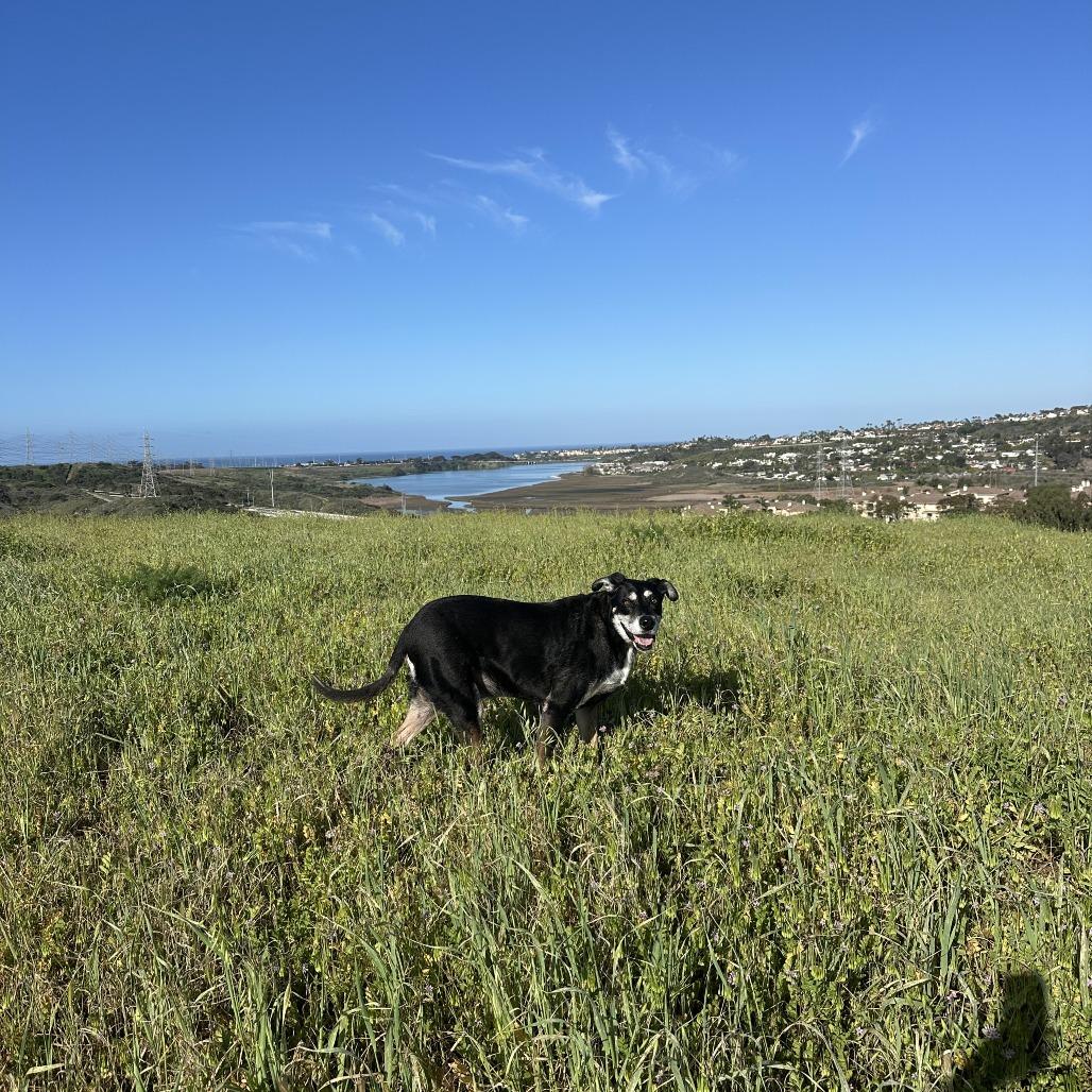 Sammy — thumbnail 4