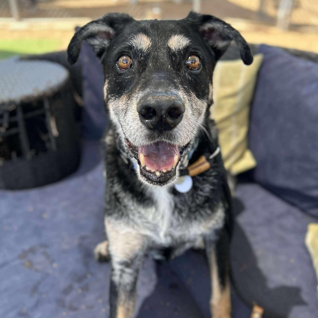 Sammy — thumbnail 5