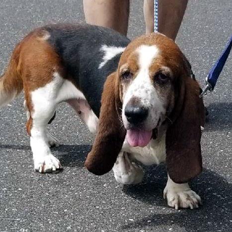 JACK, Adopted, Adult Male Basset Hound.