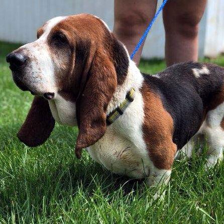 JACK, a Adopted Basset Hound in Mays Landing, NJ image 2/3