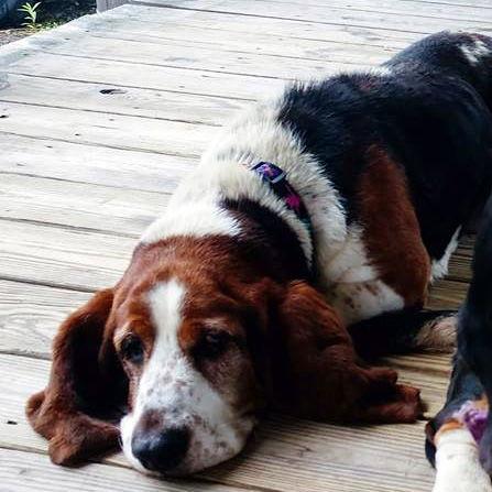 JACK, a Adopted Basset Hound in Mays Landing, NJ image 3/3