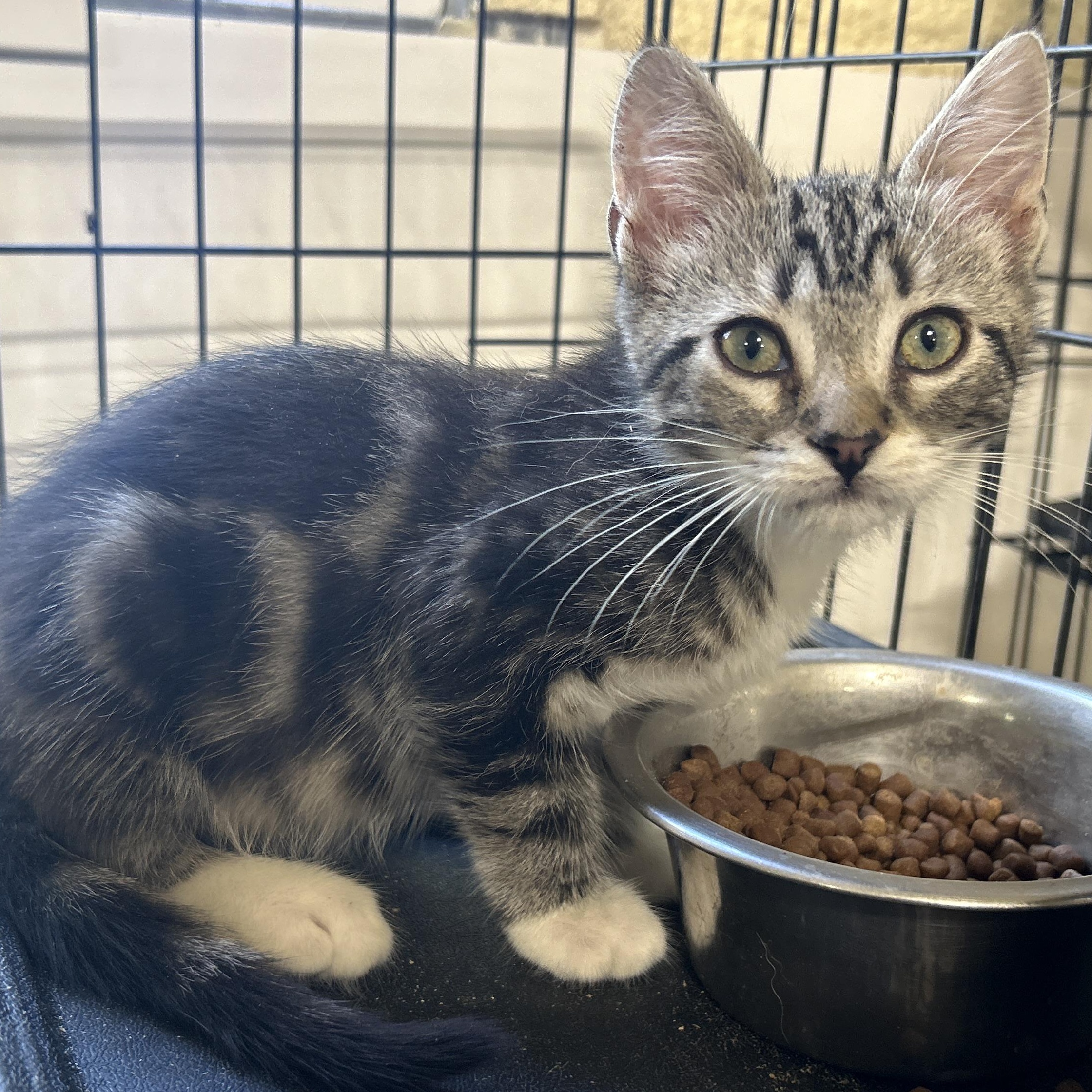 Marble, an adoptable Tabby in LAMPASAS, TX, 76550 | Photo Image 4