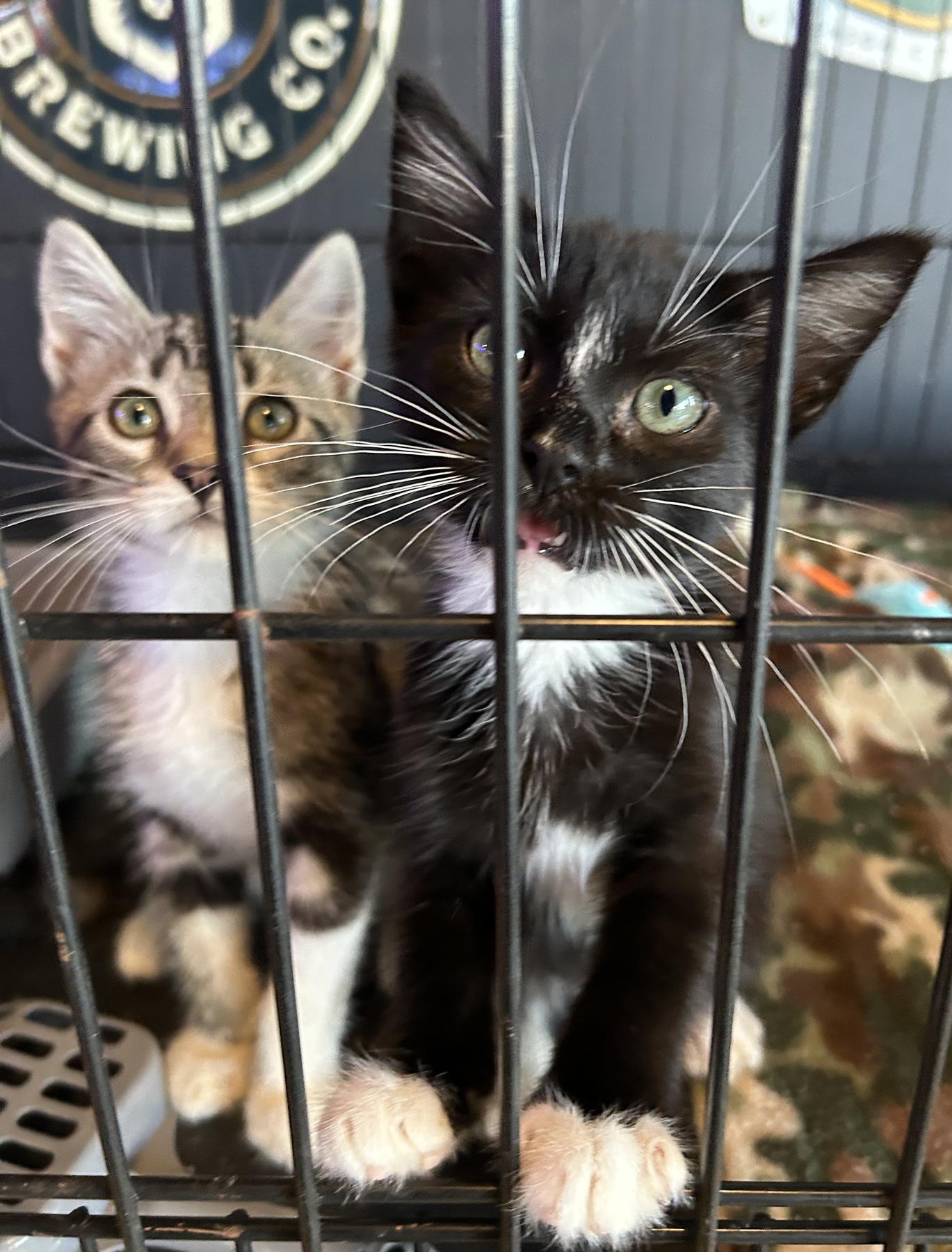 Marble, an adoptable Tabby in LAMPASAS, TX, 76550 | Photo Image 6