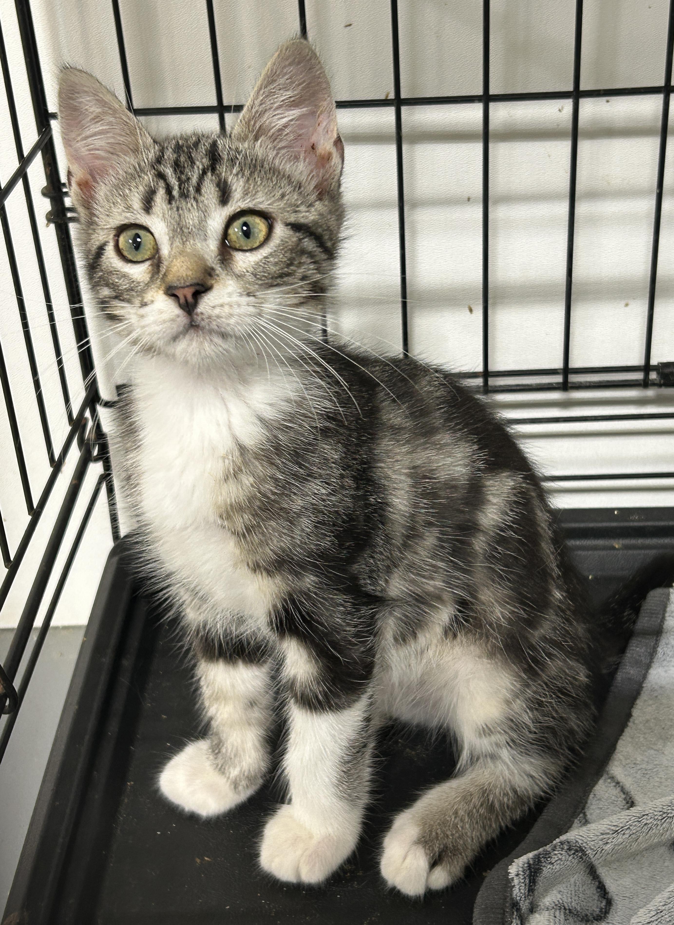 Marble, an adoptable Tabby in LAMPASAS, TX, 76550 | Photo Image 1