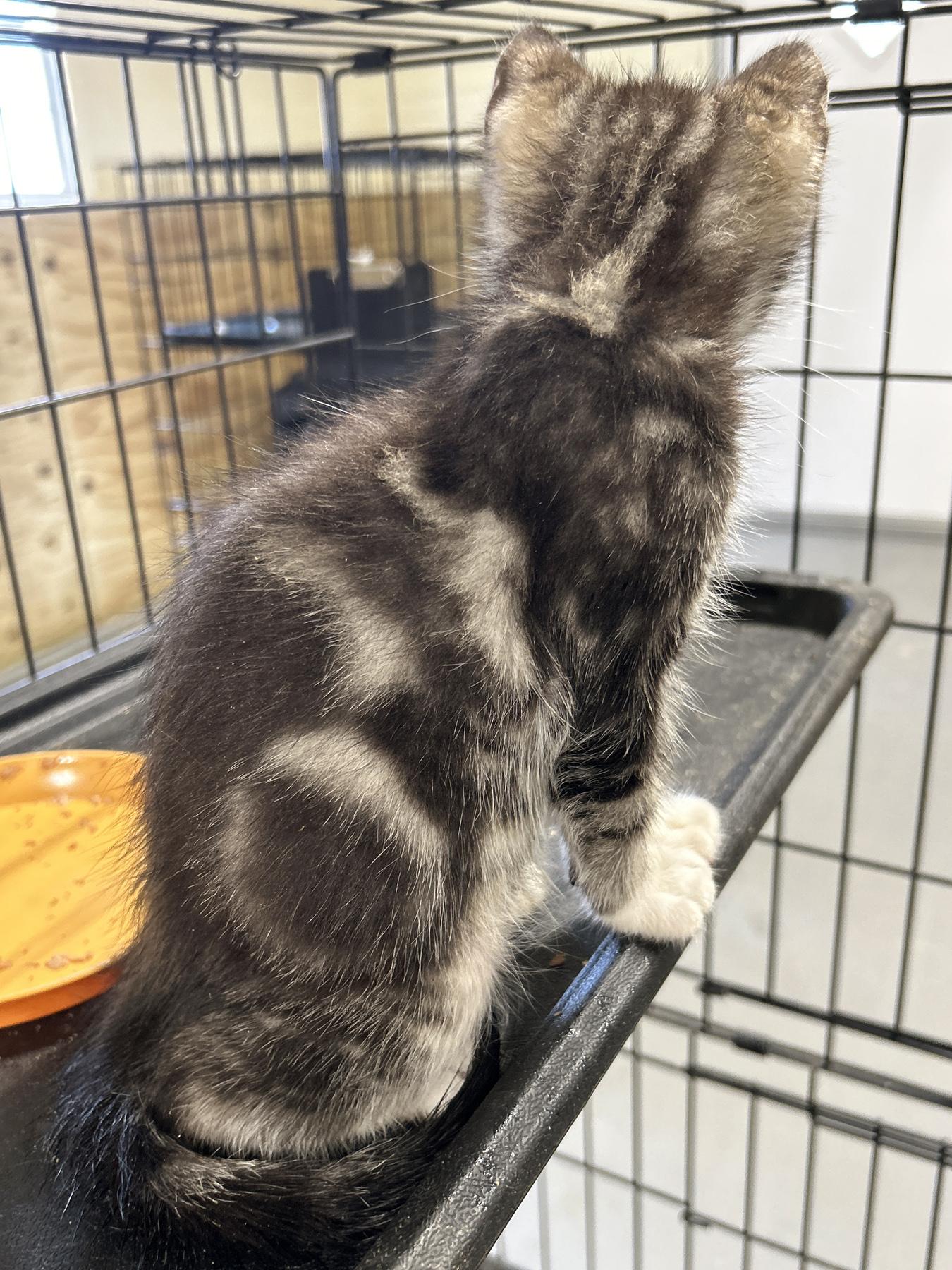 Marble, an adoptable Tabby in LAMPASAS, TX, 76550 | Photo Image 3
