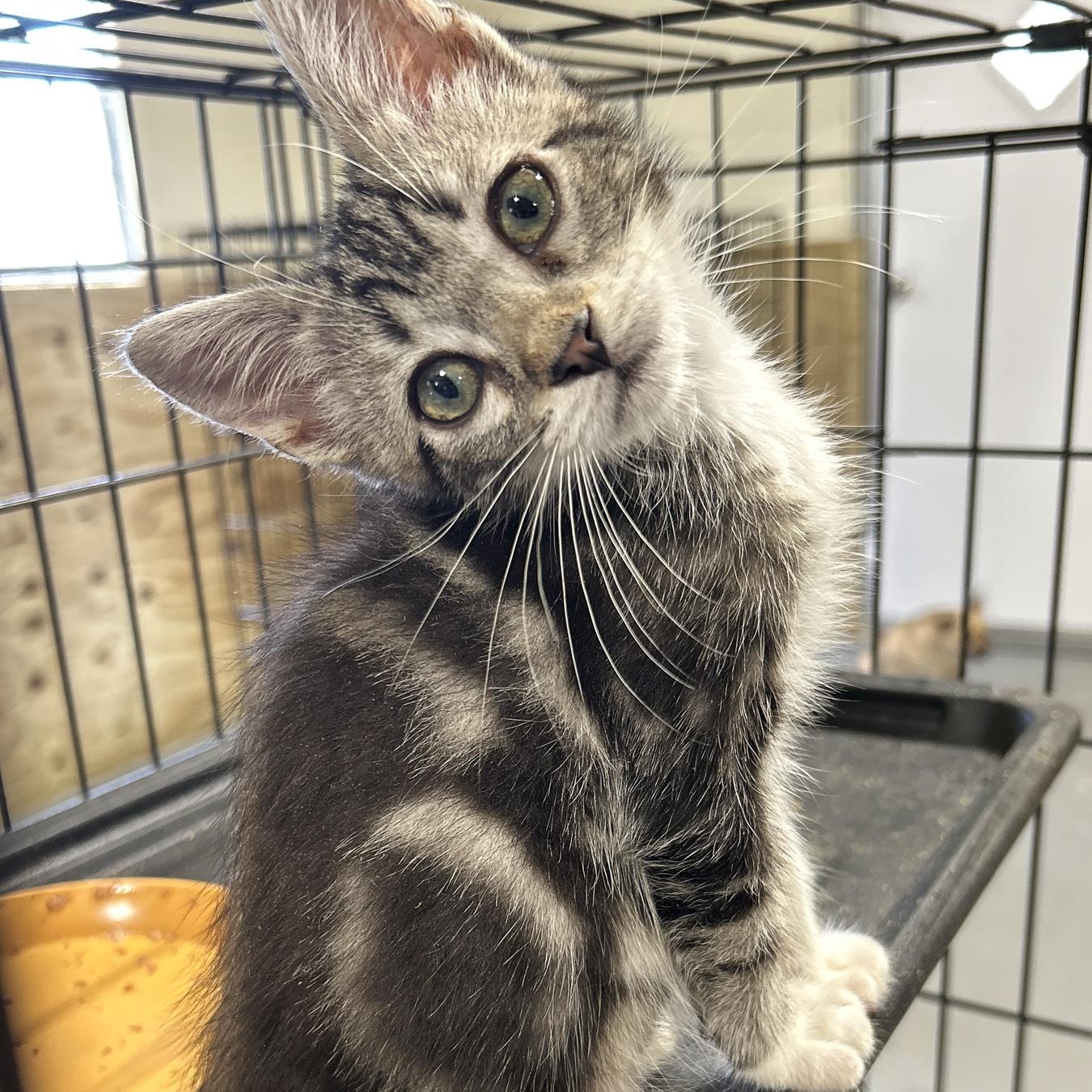 Marble, an adoptable Tabby in LAMPASAS, TX, 76550 | Photo Image 2