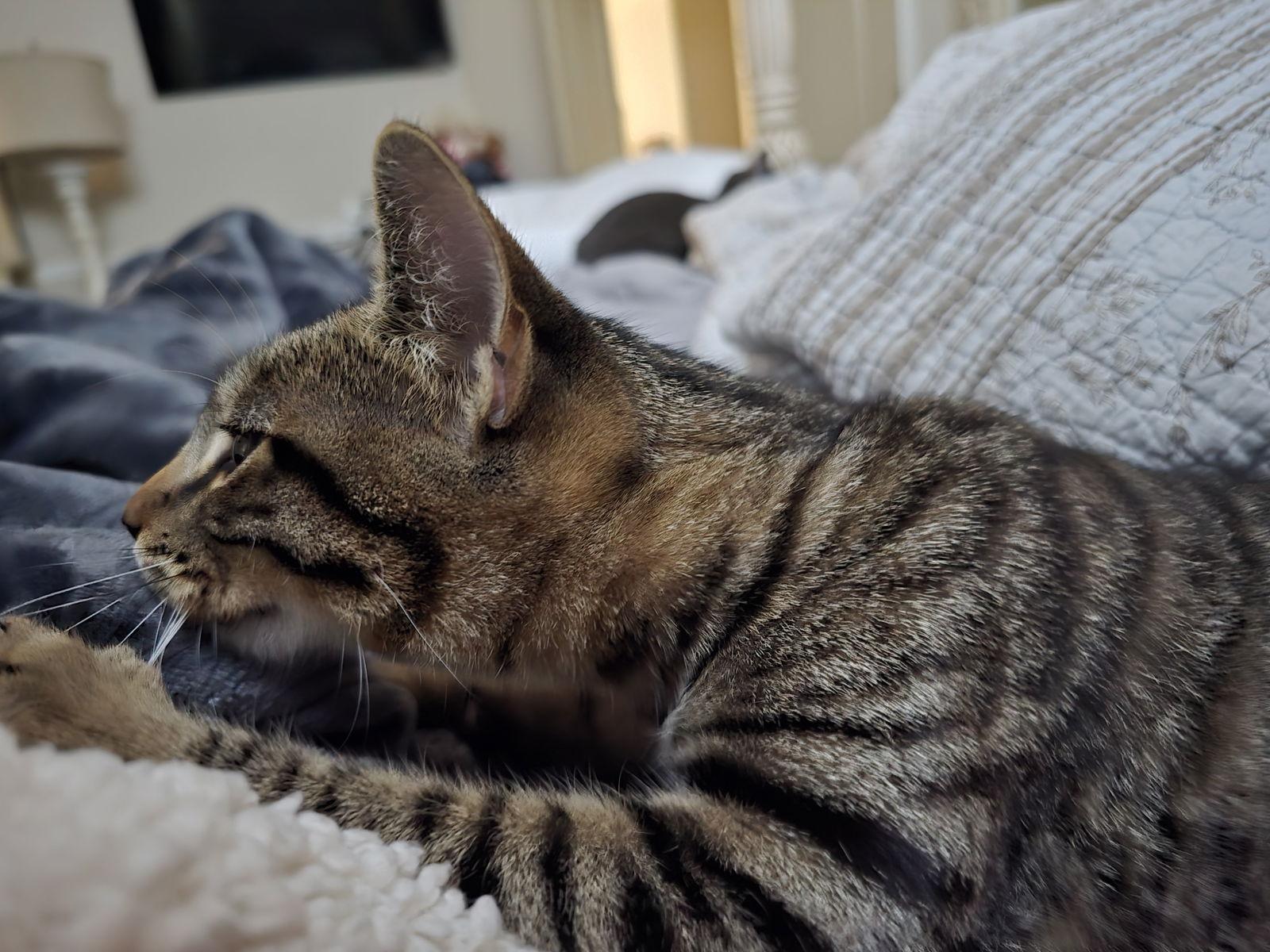 Enlarge Luna, a Adoptable Tabby in Visalia, CA image 3/3