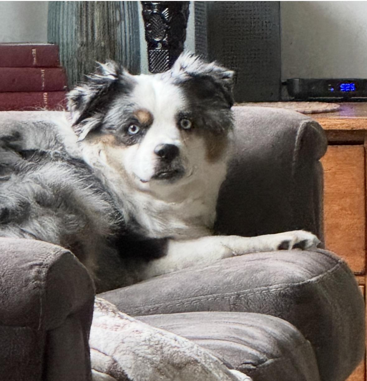 Enlarge Aspen, an adopted Australian Shepherd in Hooper, NE image 2/5
