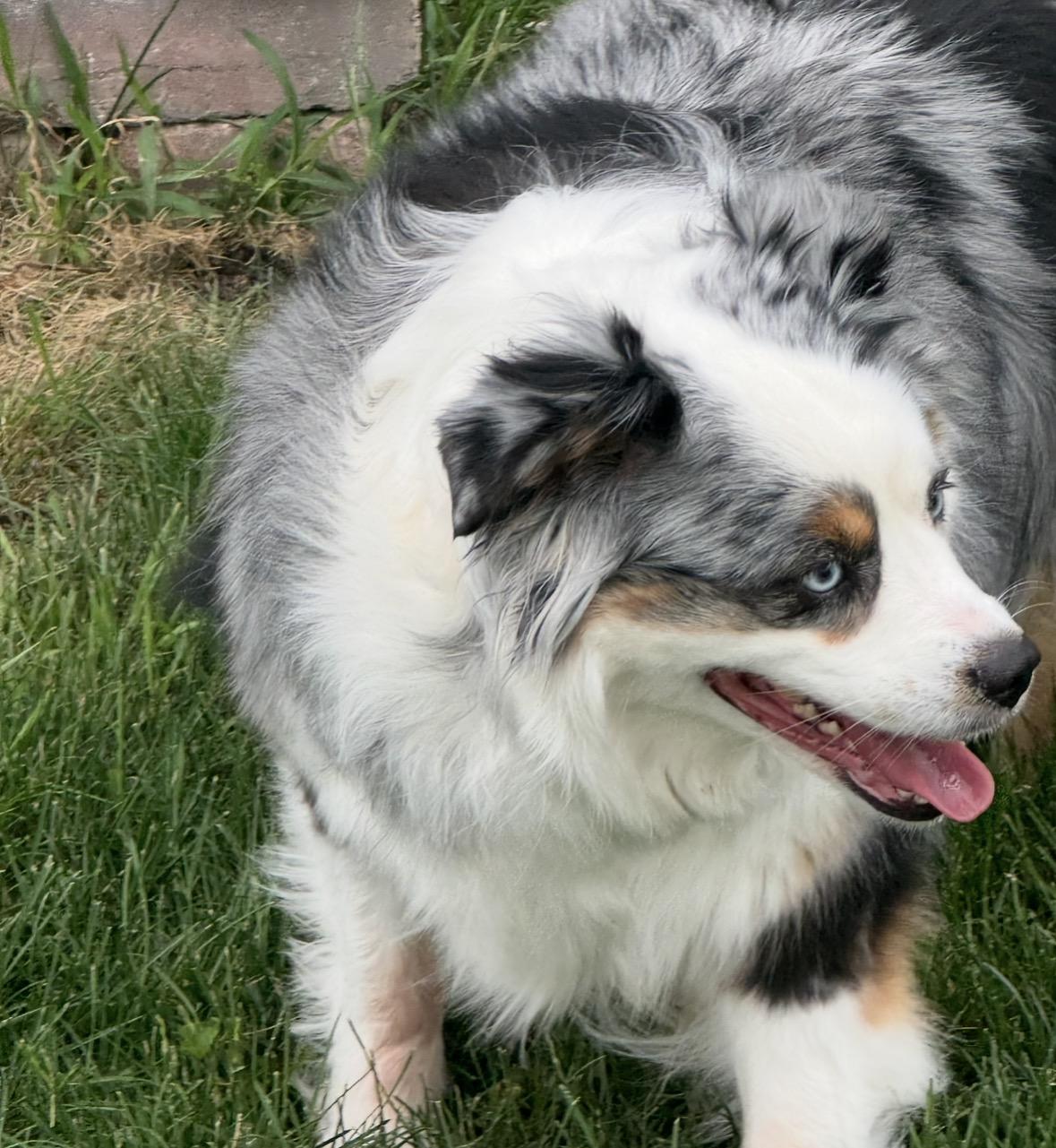 Enlarge Aspen, an adopted Australian Shepherd in Hooper, NE image 4/5