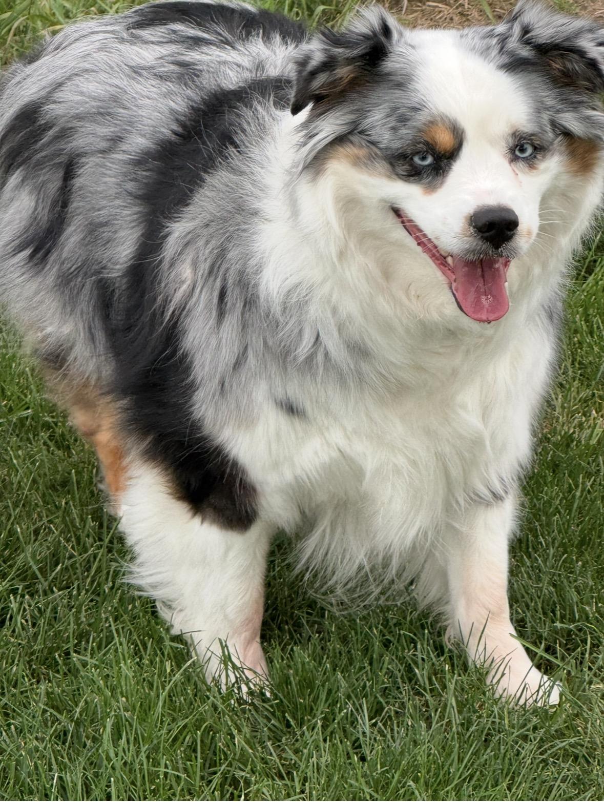 Aspen, adopted, Adult Female Australian Shepherd.