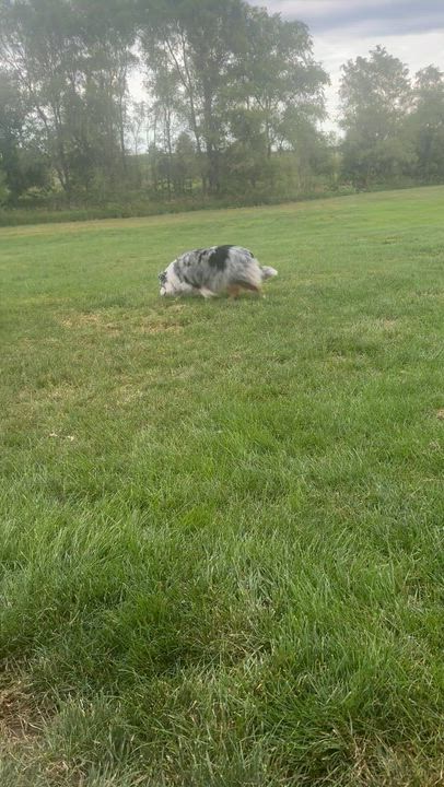 Enlarge Aspen, an adopted Australian Shepherd in Hooper, NE video 5/5