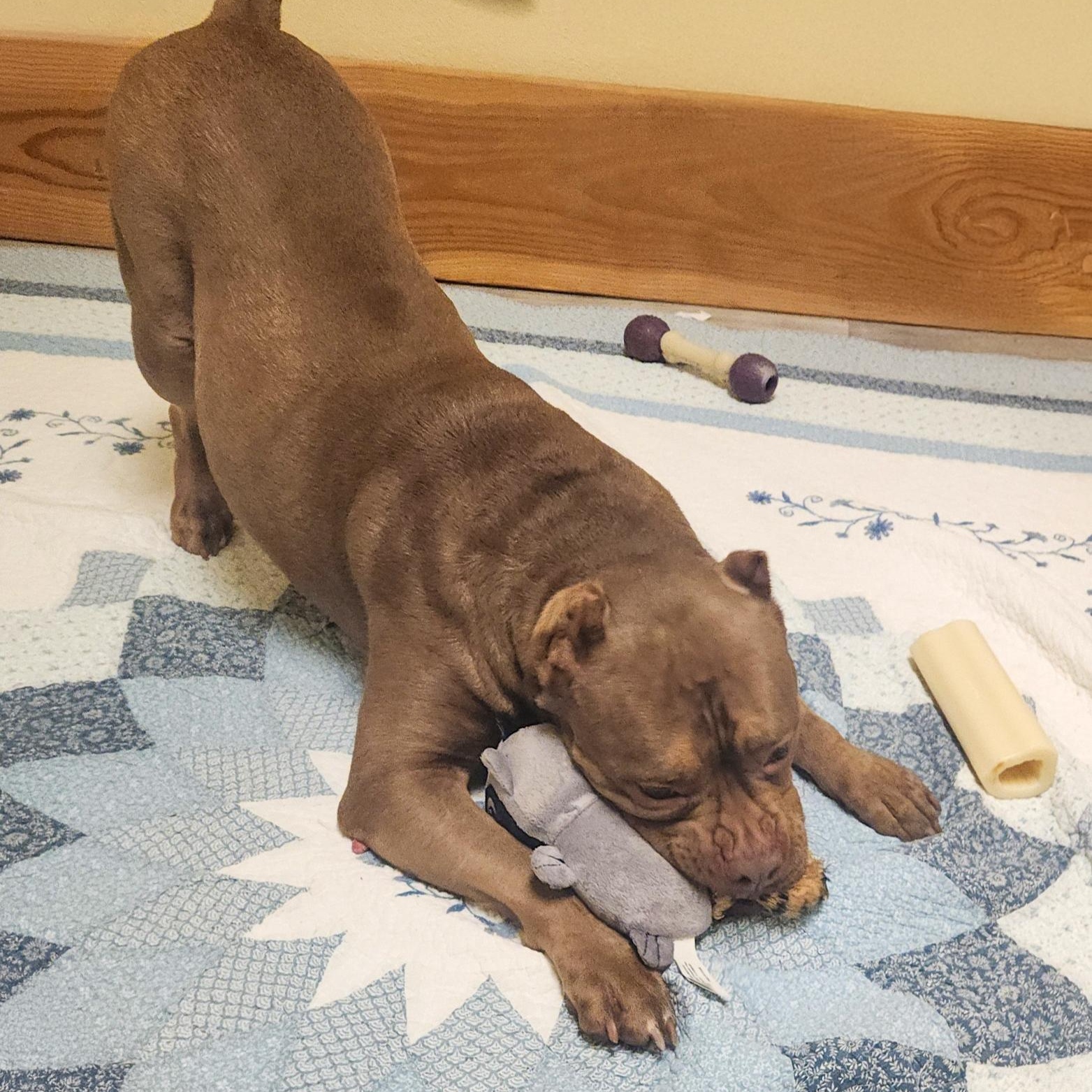 NALA- Needs a forever home!