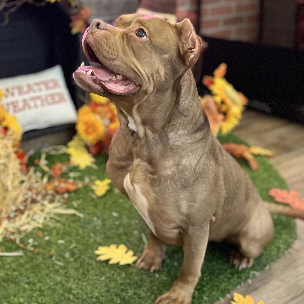 NALA- Needs a forever home! — thumbnail 2