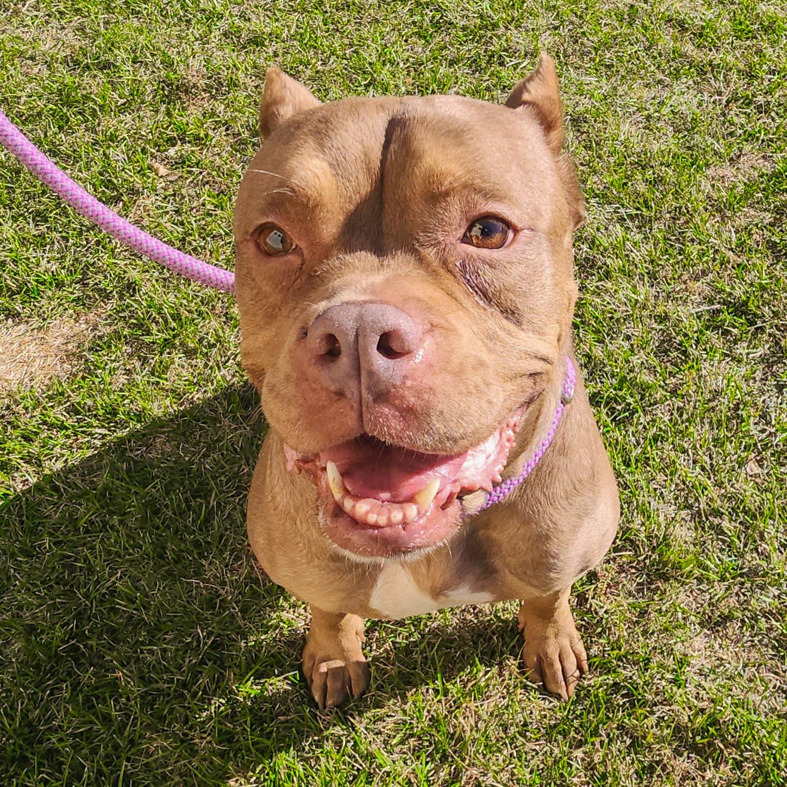 NALA- Needs a forever home! — thumbnail 3