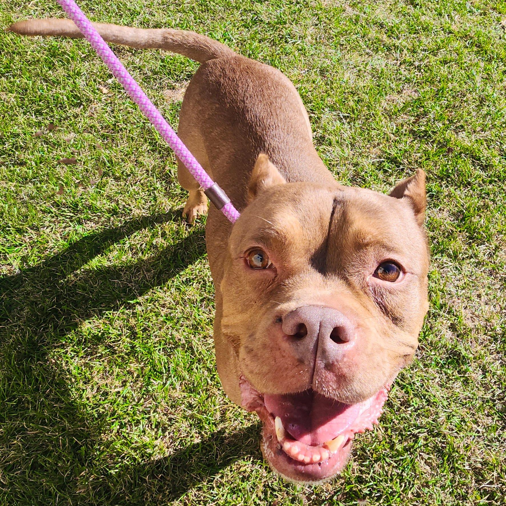 NALA- Needs a forever home! — thumbnail 5