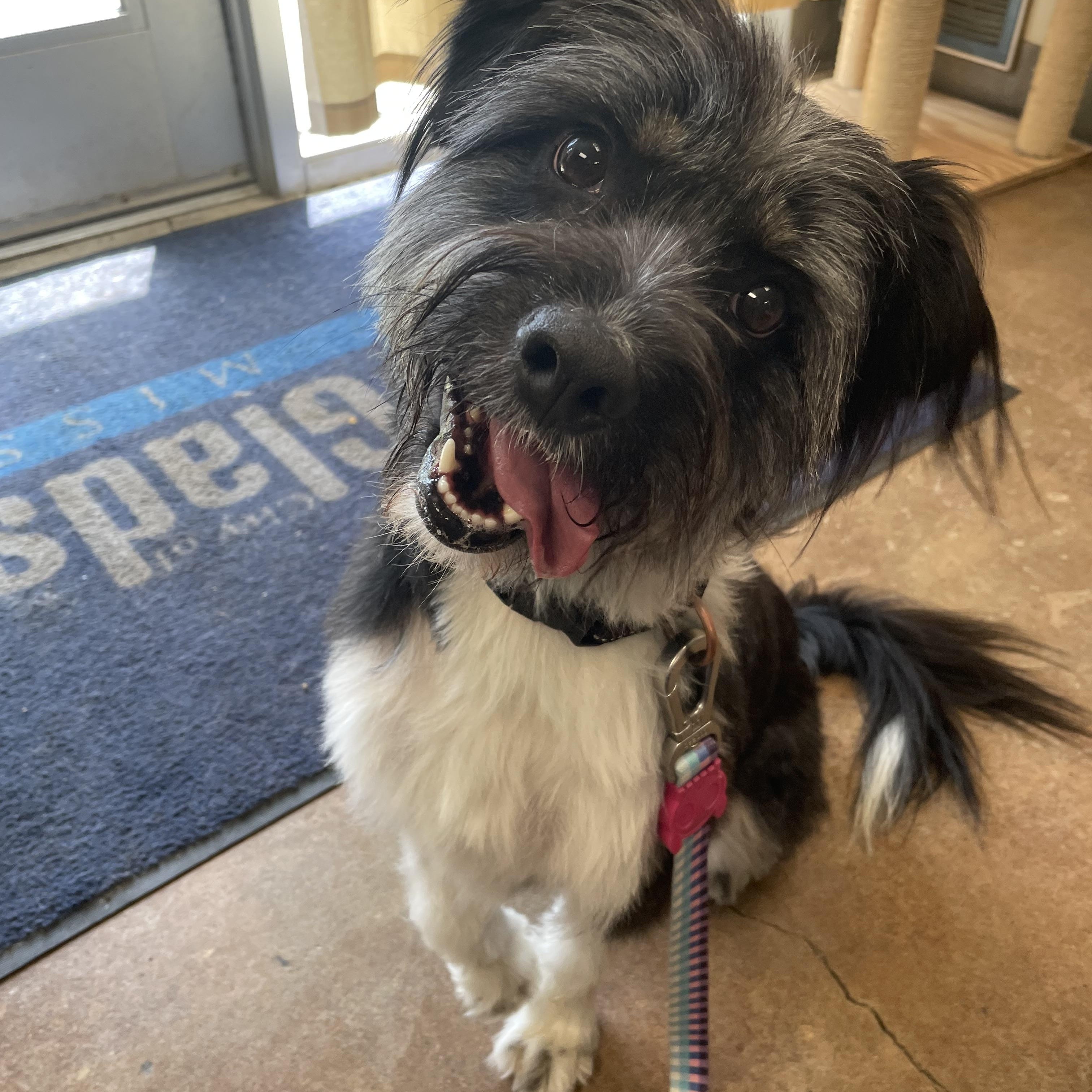 Paisley, ADOPTABLE, Adult Female Schnoodle.